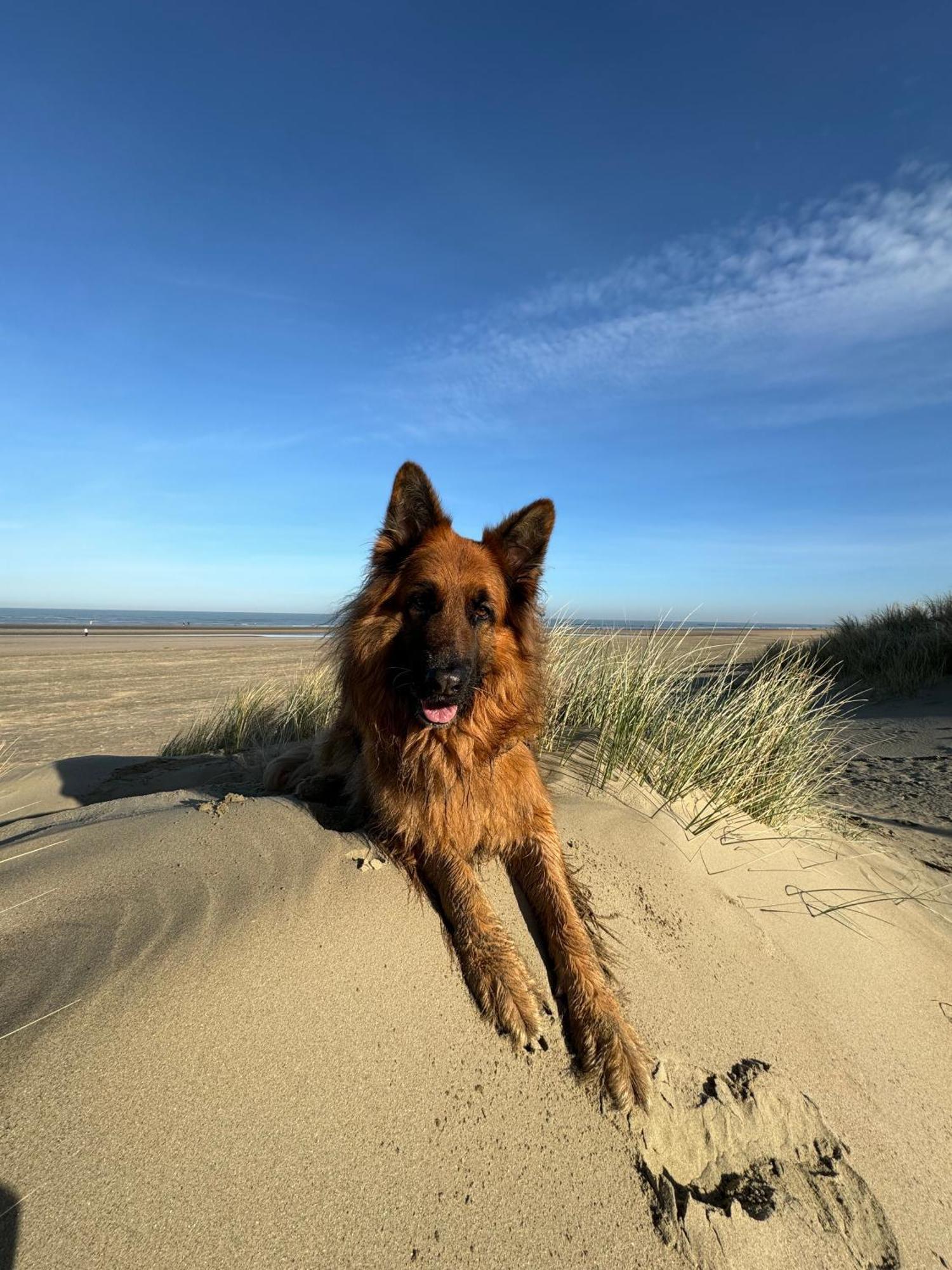 Cozy Panorama Flat By The Beach Knokke-Heist Esterno foto